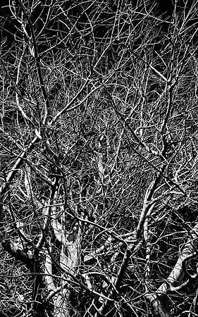 IMG_8263